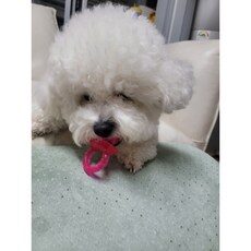 스타일의 완성을 위한 다양한 HOT 10개의 인기좋은 강아지쪽쪽이들을 소개합니다. 스타일의 완성을 위한 다양한 HOT 10개의 인기좋은 강아지쪽쪽이들을 소개합니다.